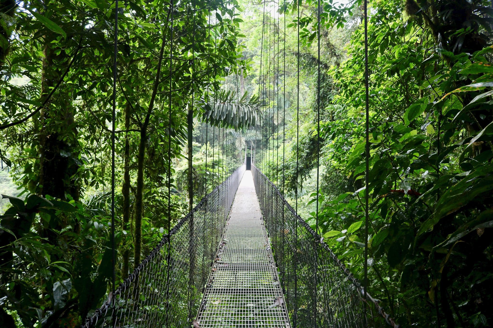 Exciting zip-lining through a dense Costa Rican rainforest canopy